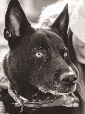 Memorial/Thank you for Zakk- my baby who is over the rainbow bridge 🌈